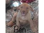 Adopt Ben a Labrador Retriever, Anatolian Shepherd