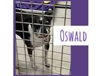 Adopt Oswald a Boston Terrier, Pug