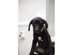 Adopt Prince a Golden Retriever, American Staffordshire Terrier