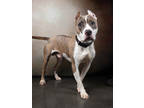 Adopt Kayne a Pit Bull Terrier, Mixed Breed