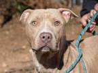 Adopt BILL COOK a Pit Bull Terrier, Mixed Breed