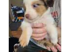 Miniature Australian Shepherd Puppy for sale in Chatsworth, GA, USA