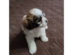 Zuchon Puppy for sale in Jonesborough, TN, USA