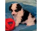 Poodle (Toy) Puppy for sale in Red Level, AL, USA