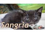 Adopt Sangria a American Bobtail, Domestic Short Hair