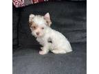 Yorkshire Terrier Puppy for sale in Asheboro, NC, USA
