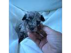 Aussiedoodle Puppy for sale in Denham Springs, LA, USA