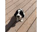 English Springer Spaniel Puppy for sale in Freehold, NJ, USA