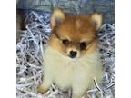 Pomeranian Puppy for sale in Forney, TX, USA