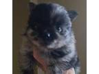 Pomeranian Puppy for sale in Carbondale, KS, USA
