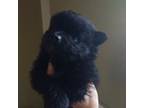 Pomeranian Puppy for sale in Carbondale, KS, USA