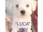 Luca"