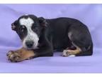 Adopt Colby a Australian Shepherd, Mixed Breed