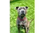 Adopt Cabo a American Staffordshire Terrier, Mixed Breed