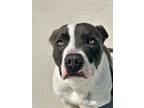 Adopt Jessop a Pit Bull Terrier, Mixed Breed