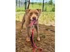 Adopt Summit a Pit Bull Terrier, Mixed Breed