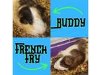 Adopt Buddy and French Fry a Guinea Pig