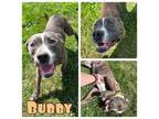 Adopt Bubby a American Staffordshire Terrier
