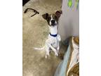Adopt Weasel a Parson Russell Terrier, Mixed Breed