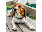 Adopt Harry G'Boy - Fostered in SE Nebraska a Beagle