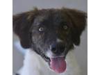Adopt Benny a Great Pyrenees, Mixed Breed