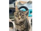 Adopt Philbert (Bonded with Tootie) a Domestic Short Hair