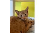 Adopt Prophecy a Domestic Short Hair