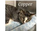 Adopt Copper a Domestic Short Hair