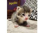 Adopt Apollo a Domestic Short Hair