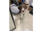 Adopt Skylite a German Shorthaired Pointer, Mixed Breed
