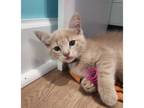 Adopt Fonzie a Domestic Short Hair