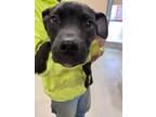 Adopt Cal 121972 a Pit Bull Terrier, Mixed Breed