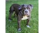 Adopt Mister Trooper a American Staffordshire Terrier