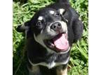 Adopt Cosmo a German Shepherd Dog, American Staffordshire Terrier