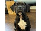 Adopt Slash a Pit Bull Terrier, Black Labrador Retriever