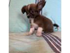Chihuahua Puppy for sale in Albuquerque, NM, USA