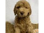 Goldendoodle Puppy for sale in Clermont, FL, USA
