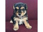 Yorkshire Terrier Puppy for sale in East Canton, OH, USA