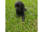 Labrador Retriever Puppy for sale in Hesston, KS, USA