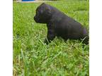 Labrador Retriever Puppy for sale in Hesston, KS, USA