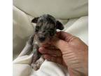 Aussiedoodle Puppy for sale in Denham Springs, LA, USA