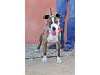 Adopt Abe a Pit Bull Terrier