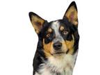 Adopt Ace a Cattle Dog, Mixed Breed