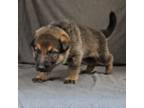 German Shepherd Dog Puppy for sale in Fort Bragg, NC, USA