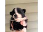 Pomeranian Puppy for sale in Holden, MO, USA