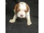 Cavapoo Puppy for sale in Pahrump, NV, USA