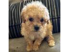 Poodle (Toy) Puppy for sale in Brentwood, TN, USA