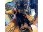 Silky Terrier Puppy for sale in Orange, NJ, USA