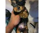 Silky Terrier Puppy for sale in Orange, NJ, USA