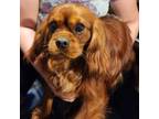 Cavalier King Charles Spaniel Puppy for sale in York, SC, USA